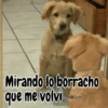 🧿Perro mirando🐕😎 18