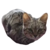 Cats🐱 23