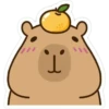 capibara 17