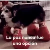 Enojado 28