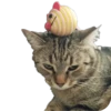 Cats🐱 25