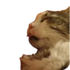Cats🐱 26