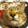 Cats🐱 27
