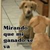 🧿Perro mirando🐕😎 19