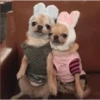 🐶•🐈Parejitas🐈•🐶 (sticker.fan) 14