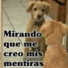 🧿Perro mirando🐕😎 20
