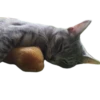 Cats🐱 28