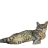 Cats🐱 29