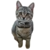 Cats🐱 30