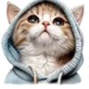 Gatitos💞12🇵🇪Clásica 5