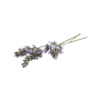 Cozystick 6