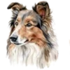 Perritos bonitos💞7🇵🇪Clásica 8