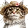 Gatitos💞12🇵🇪Clásica 8