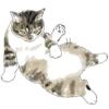 Gatitos💞11🇵🇪Clásica 6