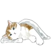 Gatitos💞11🇵🇪Clásica 7
