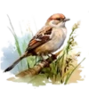 Aves💞1🇵🇪Clásica 6