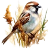 Aves💞1🇵🇪Clásica 8