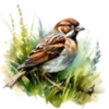 Aves💞1🇵🇪Clásica 9