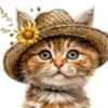 Gatitos💞12🇵🇪Clásica 10