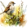 Aves💞1🇵🇪Clásica 10