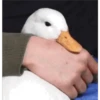 😎Patos con estilo💪 14