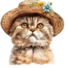 Gatitos💞12🇵🇪Clásica 11