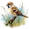 Aves💞1🇵🇪Clásica 14