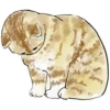 Gatitos💞11🇵🇪Clásica 15
