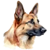 Perritos bonitos💞7🇵🇪Clásica 18