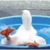 😎Patos con estilo💪 21
