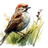 Aves💞1🇵🇪Clásica 19