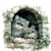Gatitos💞12🇵🇪Clásica 17