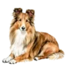 Perritos bonitos💞7🇵🇪Clásica 22