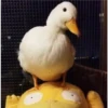 😎Patos con estilo💪 24