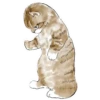 Gatitos💞11🇵🇪Clásica 22