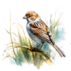 Aves💞1🇵🇪Clásica 24