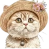 Gatitos💞12🇵🇪Clásica 22