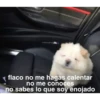 shiterizo flaco no me hagas calentar no me conoces no sabes lo que soy enojado