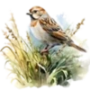 Aves💞1🇵🇪Clásica 27