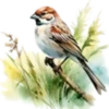 Aves💞1🇵🇪Clásica 28