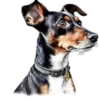Perritos bonitos💞7🇵🇪Clásica 27