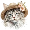 Gatitos💞12🇵🇪Clásica 30