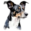 Perritos bonitos💞7🇵🇪Clásica 30