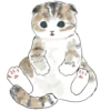 Gatitos💞11🇵🇪Clásica 30