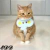 Cats 6