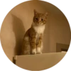 i love Toyota and cats 5