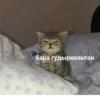 Komi cats 5