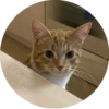 i love Toyota and cats 6