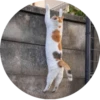 i love Toyota and cats 7