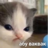 Komi cats 6
